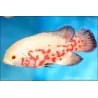Goldgetiegerter Oscar - Astronotus Ocellatus Albino Tiger