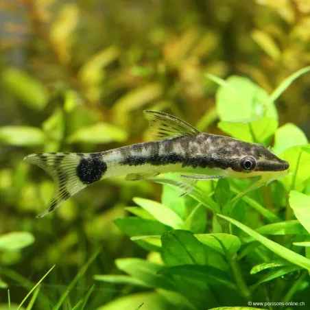 Otocinclus Nain - Otocinclus Affinis