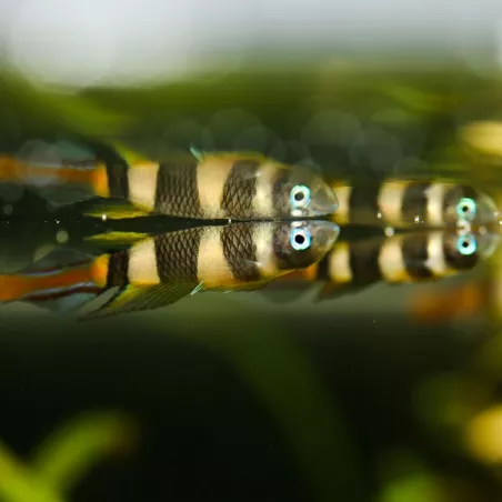 Panchax Annelé - Pseudepiplatys Annulatus