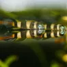 Ringelhechtling - Pseudepiplatys Annulatus