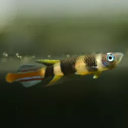 Panchax Annelé - Pseudepiplatys Annulatus
