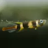 Ringelhechtling - Pseudepiplatys Annulatus