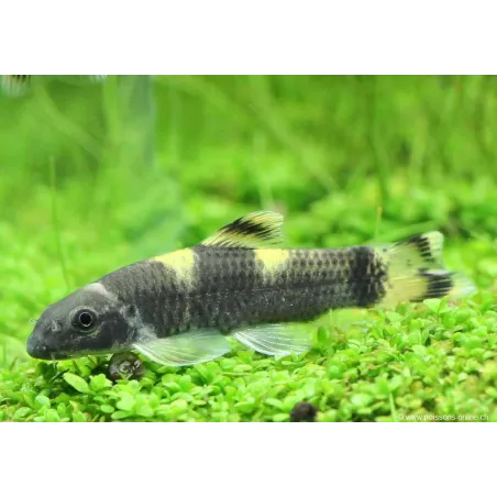 Panda Labeo - Garra Flavatra