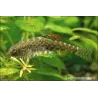 Roche Glue Butterfly - Pseudogastromyzon Myersi