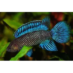Polo Blu - Badis Badis