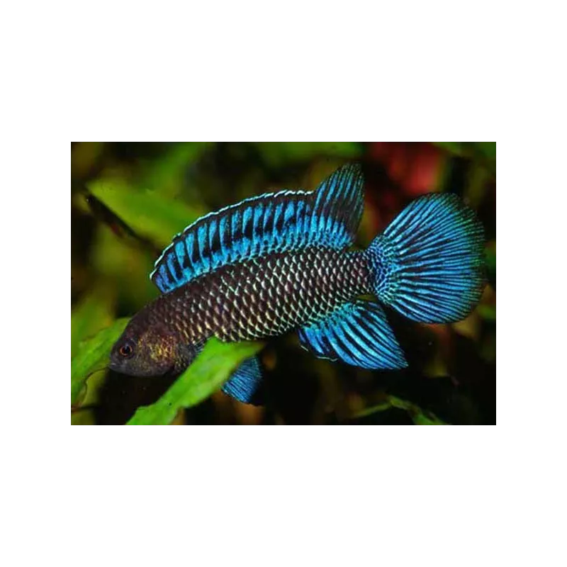 Perche Bleue - Badis Badis