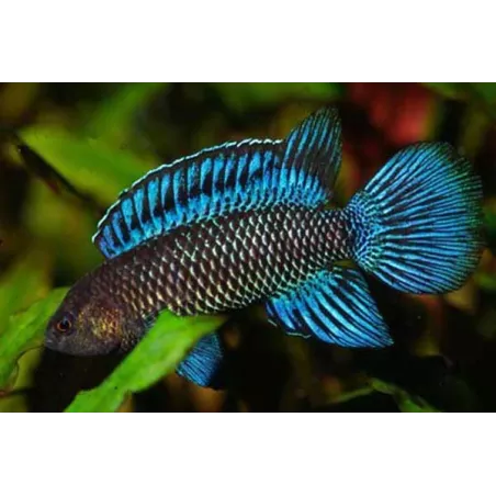 Perche Bleue - Badis Badis