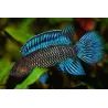 Perche Bleue - Badis Badis