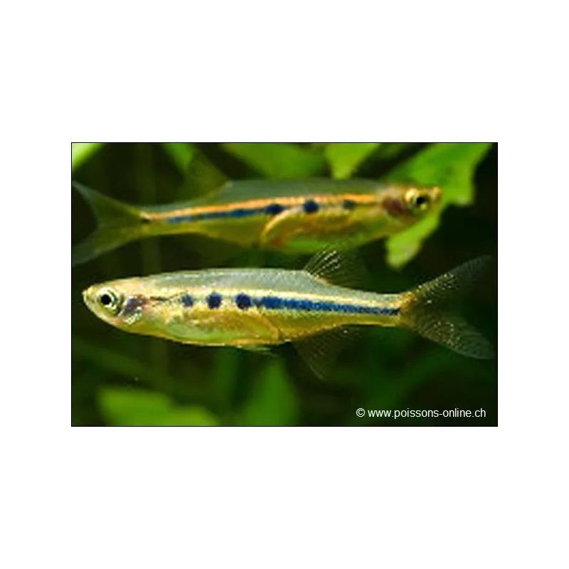 Piccolo Pesce Con Bluash Si Riflettono - Chela Dadiburjori