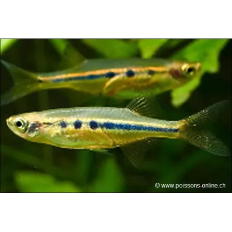 Piccolo Pesce Con Bluash Si Riflettono - Chela Dadiburjori