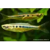 Piccolo Pesce Con Bluash Si Riflettono - Chela Dadiburjori