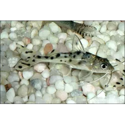 Pimelodus Tacheté - Pimelodus Pictus