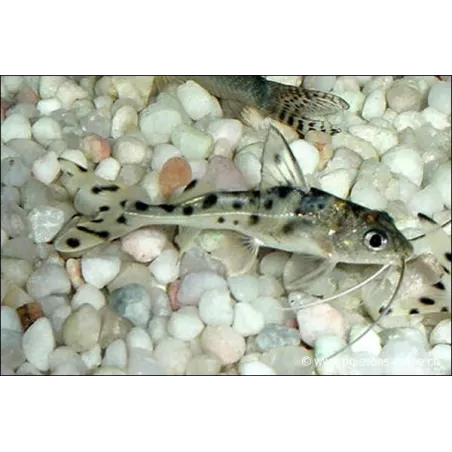 Pimelodus Tacheté - Pimelodus Pictus