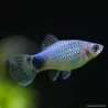 Platy Bleu Mickey Mouse - Xiphophorus Maculatus
