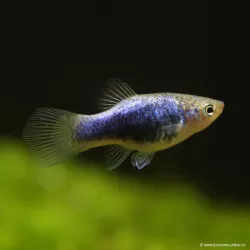 Platy Bleu Tuxedo - Xiphophorus Maculatus