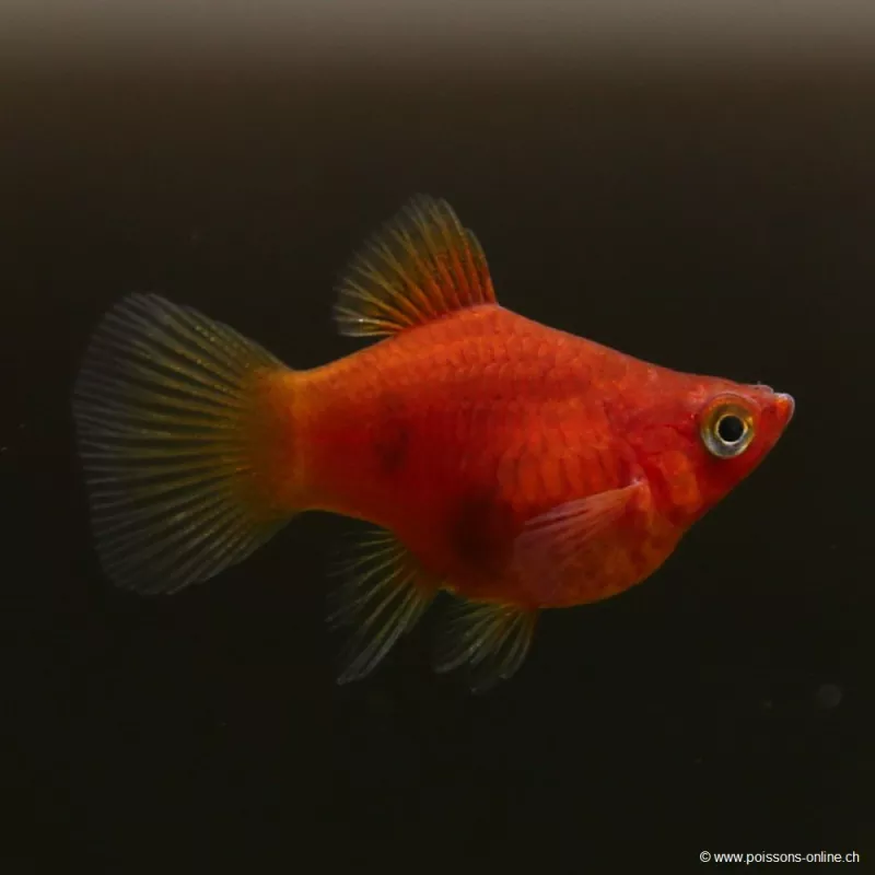 Platy Corail Rouge - Xiphophorus Maculatus