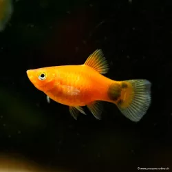 Platy Red Mickey Mouse - Xiphophorus Maculatus