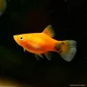 Topolino Red Plamey - Xiphophorus Maculatus