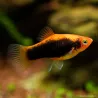 Platy Rouge Tuxedo - Xiphophorus Maculatus