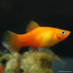 Platy Sunset - Xiphophorus Maculatus