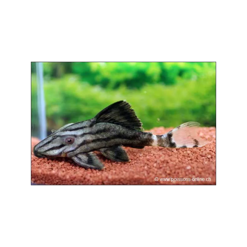 Pleco Reale Con Linee Spezzate - L191 Panaque Nigrolineatus Brokenline.
