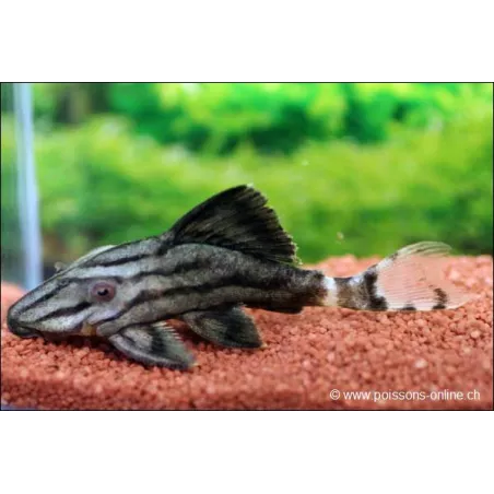 Pleco Reale Con Linee Spezzate - L191 Panaque Nigrolineatus Brokenline.