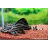 Pleco Reale Con Linee Spezzate - L191 Panaque Nigrolineatus Brokenline.