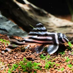 Pleco Zebré - L046 Hypancistrus Zebra