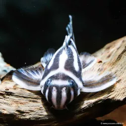 Pleo Zebre - L046 Hypancistrus Zebra