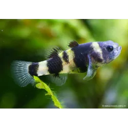 Goldringelgrundel - Brachygobius Doriae