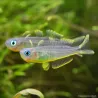Poisson Arc-En-Ciel À Queue Fourchue - Popondeta Furcata