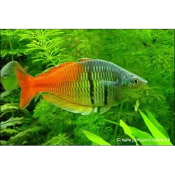 Orangeblauer Regenbogenfisch - Melanotaenia Boesemani