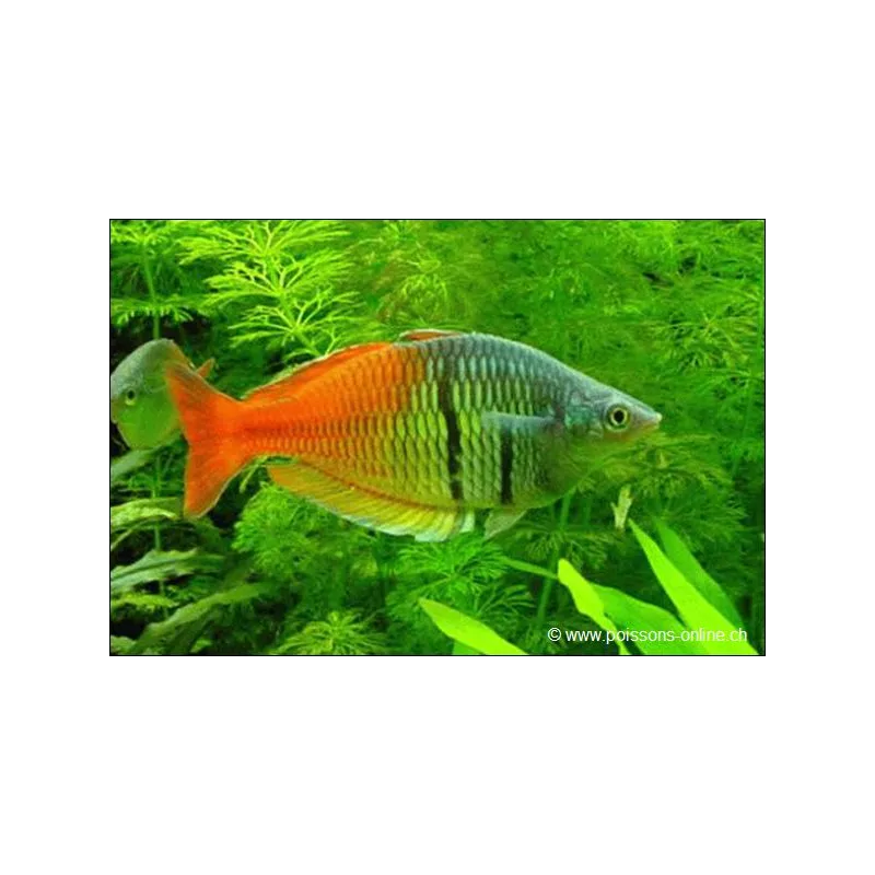 Poisson Arc-En-Ciel De Boeseman - Melanotaenia Boesemani