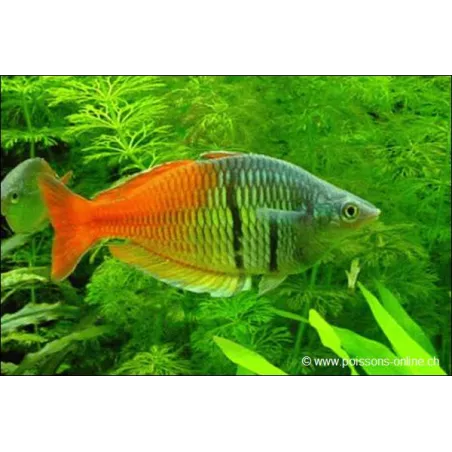 Poisson Arc-En-Ciel De Boeseman - Melanotaenia Boesemani