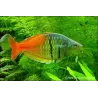 Poisson Arc-En-Ciel De Boeseman - Melanotaenia Boesemani