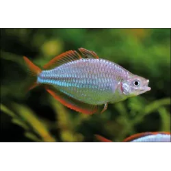 Poisson Arc-En-Ciel Diamant - Melanotaenia Praecox