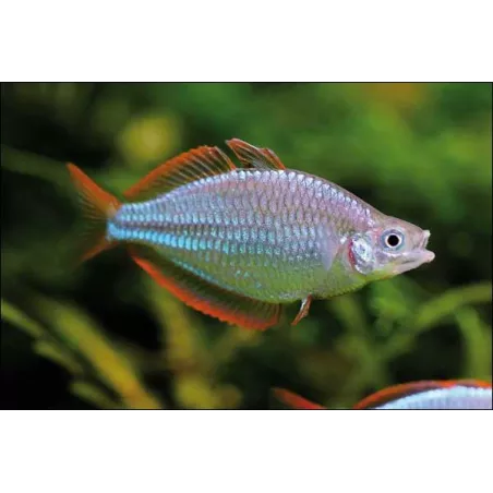 Poisson Arc-En-Ciel Diamant - Melanotaenia Praecox