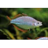Poisson Arc-En-Ciel Diamant - Melanotaenia Praecox