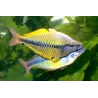 Tebera Regenbogenfisch - Melanotaenia Herbertaxelrodi