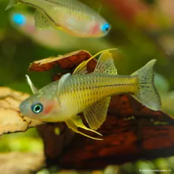 Poisson Arc-En-Ciel Ponctué - Pseudomugil Gertrudae