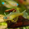 Poisson Arc-En-Ciel Ponctué - Pseudomugil Gertrudae