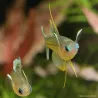 Poisson Arc-En-Ciel Ponctué - Pseudomugil Gertrudae