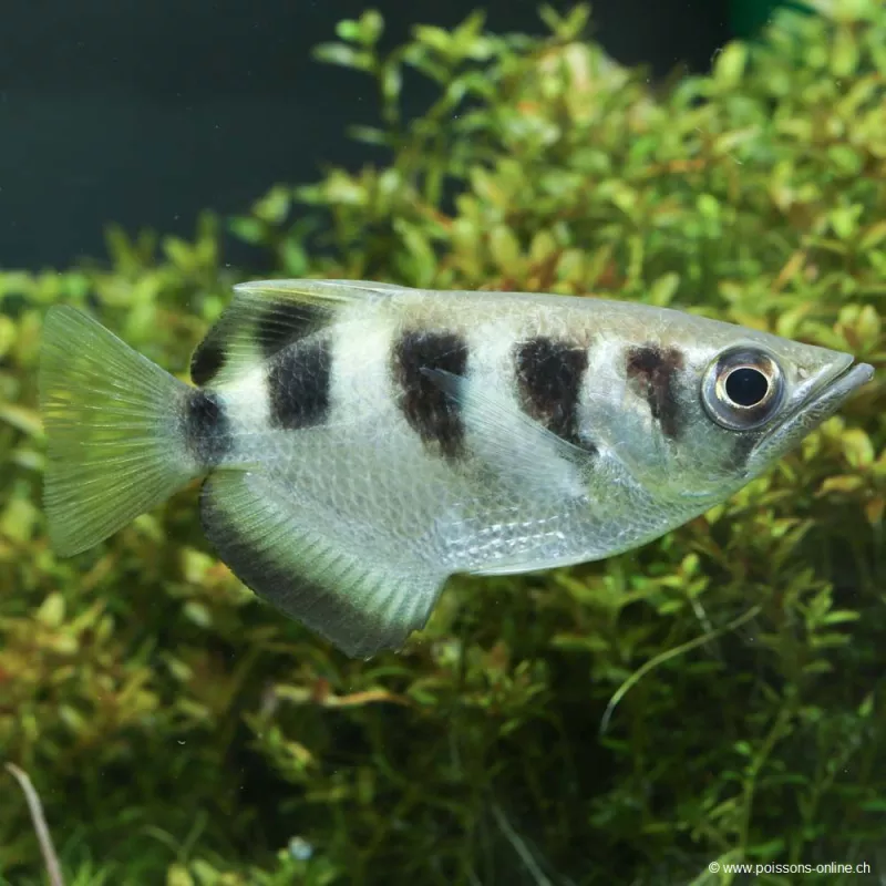 Schützenfische - Toxotes Jaculatris