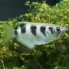 Schützenfische - Toxotes Jaculatris