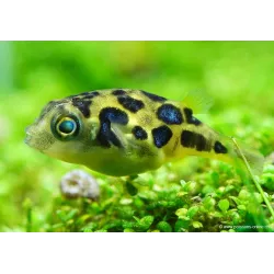 Poisson Ballon Nain - Carinotetraodon Travancoricus