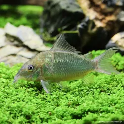 Pesce Di Chat Di Smeraldo - Brochis Splendens