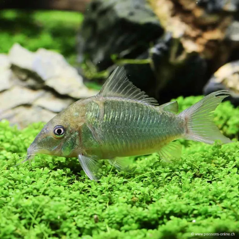 Poisson Chat Émeraude - Brochis Splendens