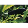 Poisson Couteau Américain À Front Blanc - Apteronotus Albifrons