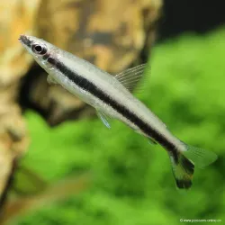 Poisson Crayon - Nannostomus Eques
