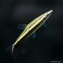 Poisson Crayon - Nannostomus Eques